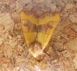 Centre-barred Sallow - photo 8