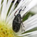 Centrinites strigicollis - photo 2