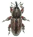 Centrinogyna hispidula