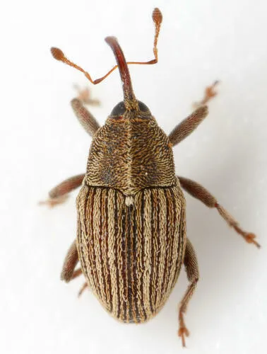 Centrinopus helvinus