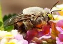 Centris caesalpiniae