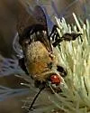 Centris caesalpiniae - photo 4