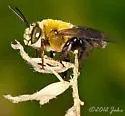 Centris nitida
