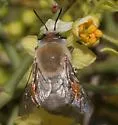 Centris pallida