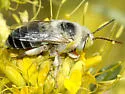 Centris rhodopus