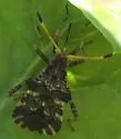 Centrocoris variegatus