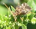 Centrocoris variegatus - photo 2