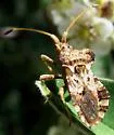 Centrocoris variegatus - photo 4