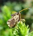Centrocoris variegatus - photo 5