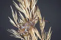Centrocoris volxemi