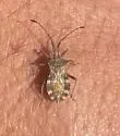 Centrocoris volxemi - photo 2