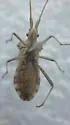 Centrocoris volxemi - photo 3