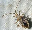 Centrocoris volxemi - photo 4