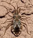 Centrocoris volxemi - photo 5