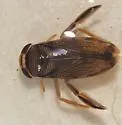 Centrocorisa nigripennis