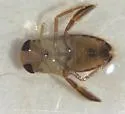 Centrocorisa nigripennis - photo 2