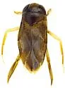 Centrocorisa nigripennis - photo 3