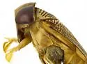 Centrocorisa nigripennis - photo 5