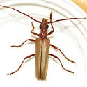Centrodera decolorata