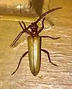 Centrodera decolorata - photo 3