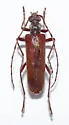 Centrodera oculata