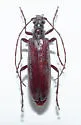 Centrodera oculata - photo 2