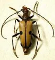Centrodera quadrimaculata