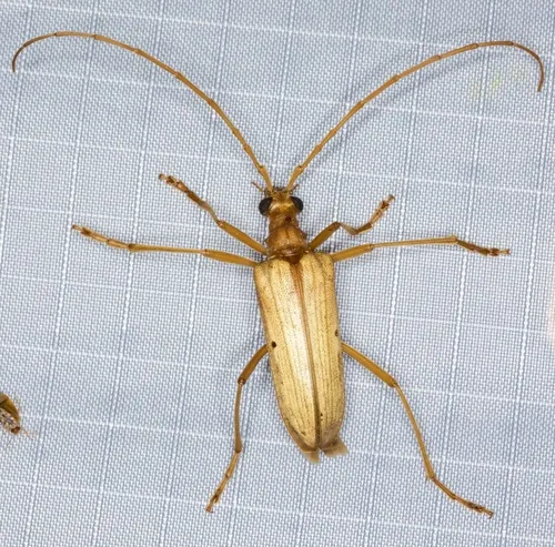 Yellow Douglas Fir Borer