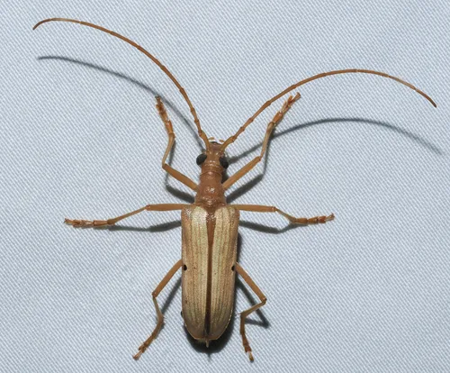 Yellow Douglas Fir Borer - photo 2
