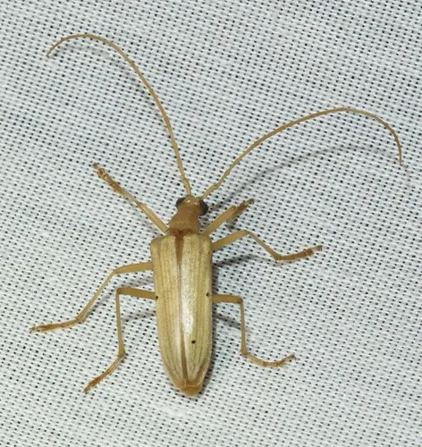 Yellow Douglas Fir Borer - photo 3