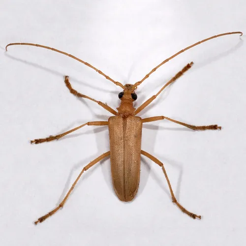 Yellow Douglas Fir Borer - photo 4