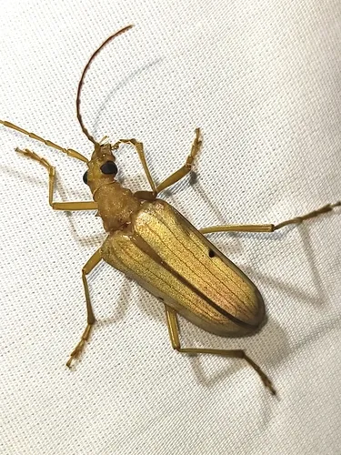 Yellow Douglas Fir Borer - photo 5