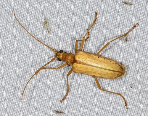 Yellow Douglas Fir Borer - photo 6