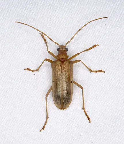 Yellow Douglas Fir Borer - photo 7