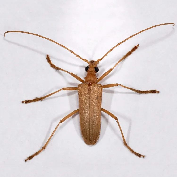 Yellow Douglas Fir Borer - photo 8