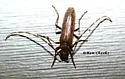 Centrodera sublineata - photo 2