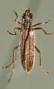 Centrodera sublineata - photo 3