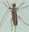 Centrodera sublineata - photo 4