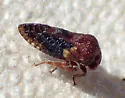 Centrodontus atlas - Centrodontus atlas