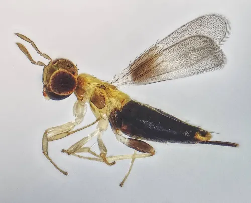 Centrodora amoena