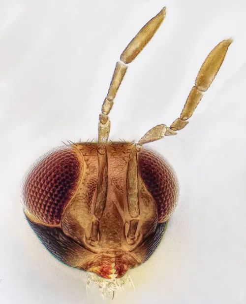 Centrodora amoena - photo 3