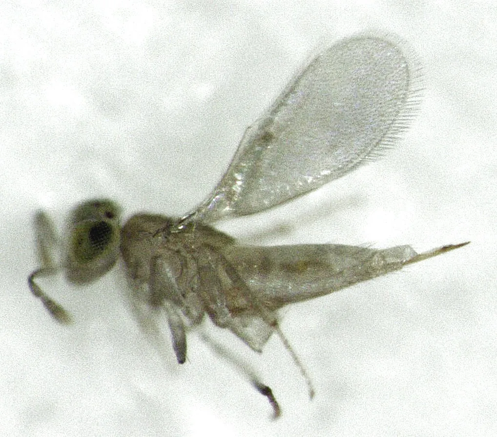 Centrodora scolypopae - photo 2