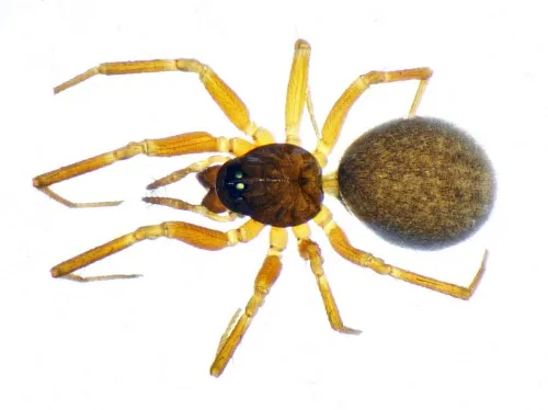 Centromerita bicolor