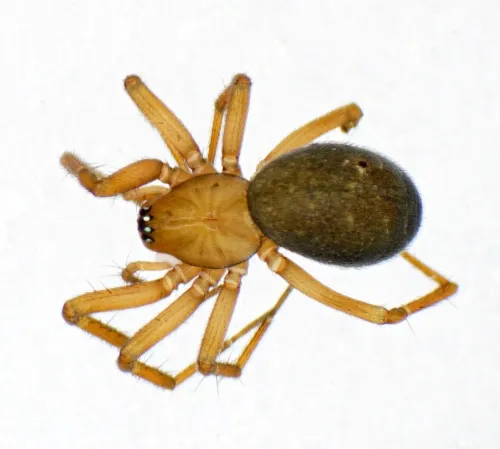 Centromerita bicolor - photo 2