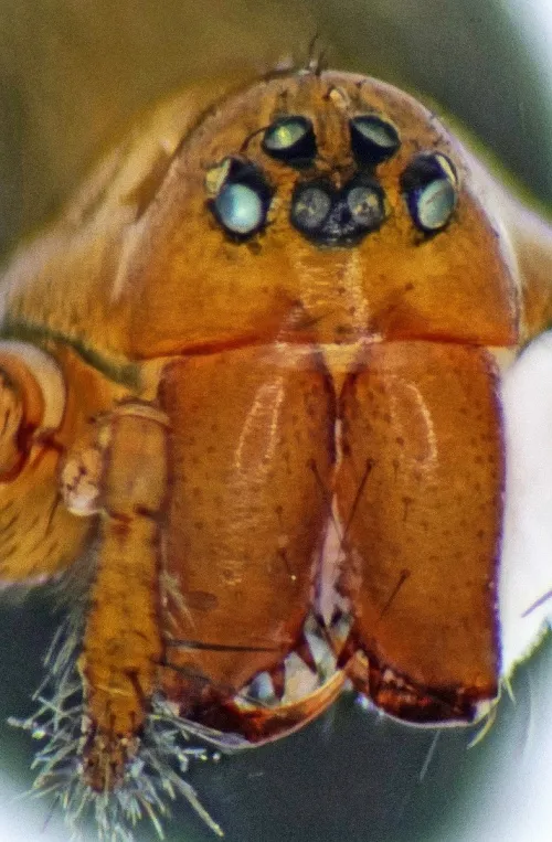 Centromerita bicolor - photo 3