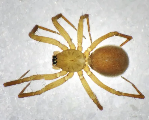 Centromerita concinna