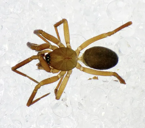 Centromerita concinna - photo 2