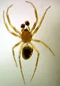 Centromerus persolutus