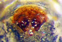 Centromerus persolutus - photo 3