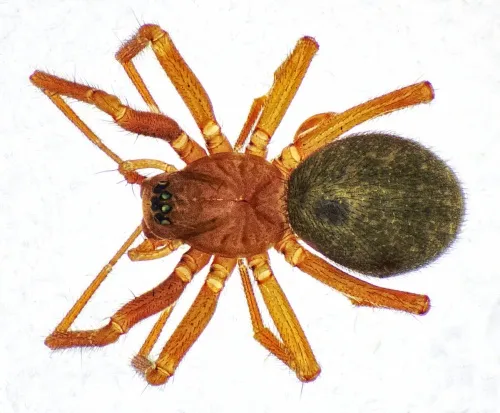Centromerus sylvaticus